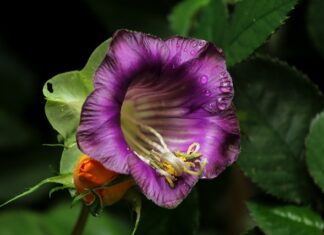 Jakie talerzyki do ciasta?