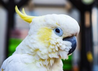 Jak zamontować sprężynę do furtki? Jak zamontować sprężynę do furtki?