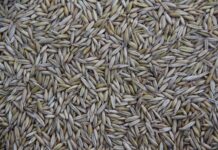 Gdzie produkuje Villa Italia?