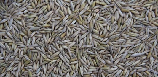 Gdzie produkuje Villa Italia?