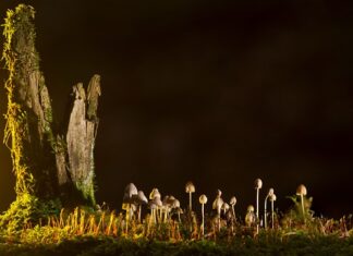 Jakie są rodzaje magazynów? Jakie są rodzaje magazynów?