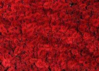 Czym się różni talerz od miski?